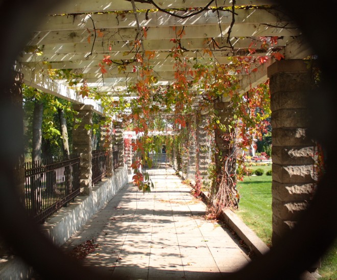 Peeking through a decorative wrought iron circle on the fence I got a unusual view of the sidewalk between the house and the back yard. The vines hanging on a large pergola confirm it’s autumn.