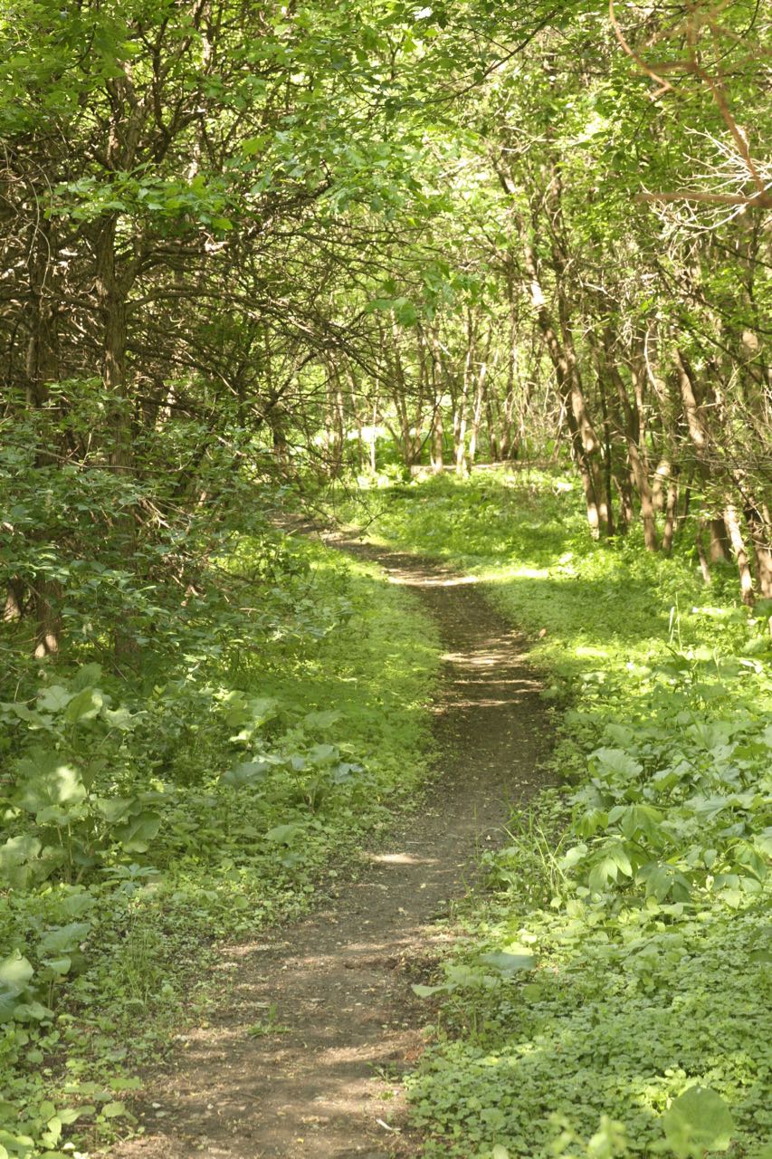 This one of the unmanaged trails through Willow Reserve. The park was established in the 1960s and has been owned by the City of Saint Paul since then.